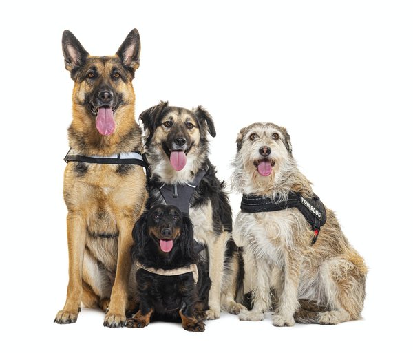 Jack russel, chihuahua bouledogue français: quels sont les meilleurs harnais pour ces races de chien?