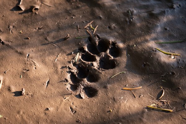 Quels sont les animaux terrestres ?